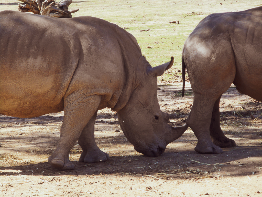 Rhinos At Western Plains Zoo Dubbo