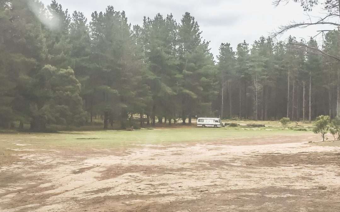 Belanglo State Forest Camping At Dalys Clearing