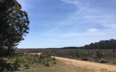 Driving in Wingello State Forest Looking For Camp Sites