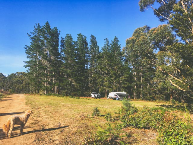 Dog Friendly Free Camping Wingello State Forest Two Hours From Sydney