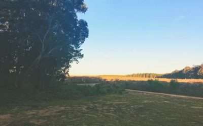 Wingello State Forest Free Camping For The Weekend