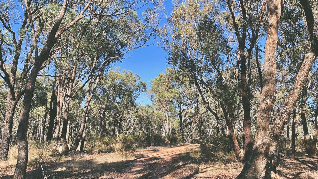 Scotts Loop The Valley And Echidna Track