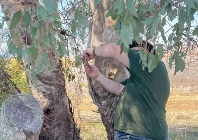 A Sneaky Little Roadside One