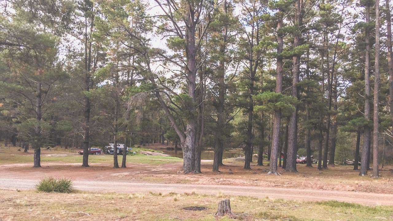 Dalys Clearing Camping In Belanglo State Forest