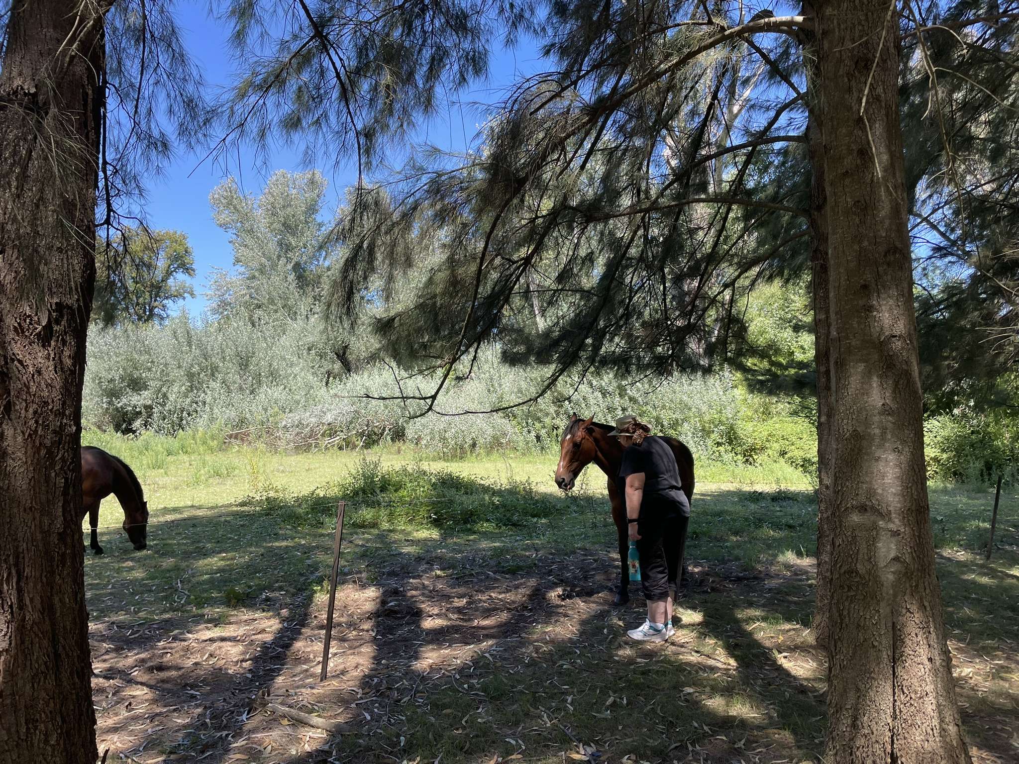 Horses Seen From The Tumut Riverwalk