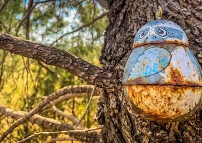 Kookaburra Sits in The Old Pine Tree