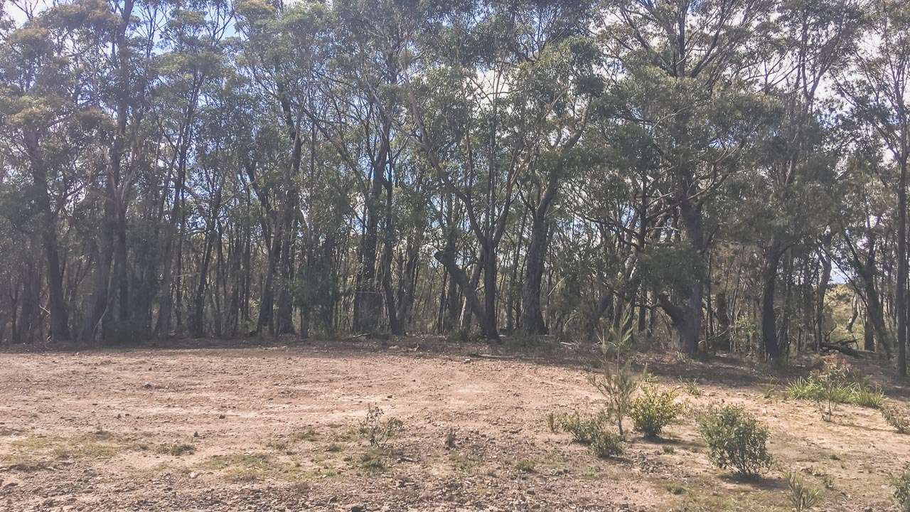 Penrose Forest NSW State forest Camping