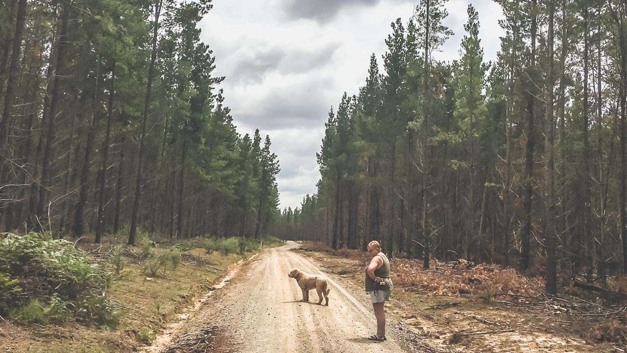 Walking In Belanglo State Forest
