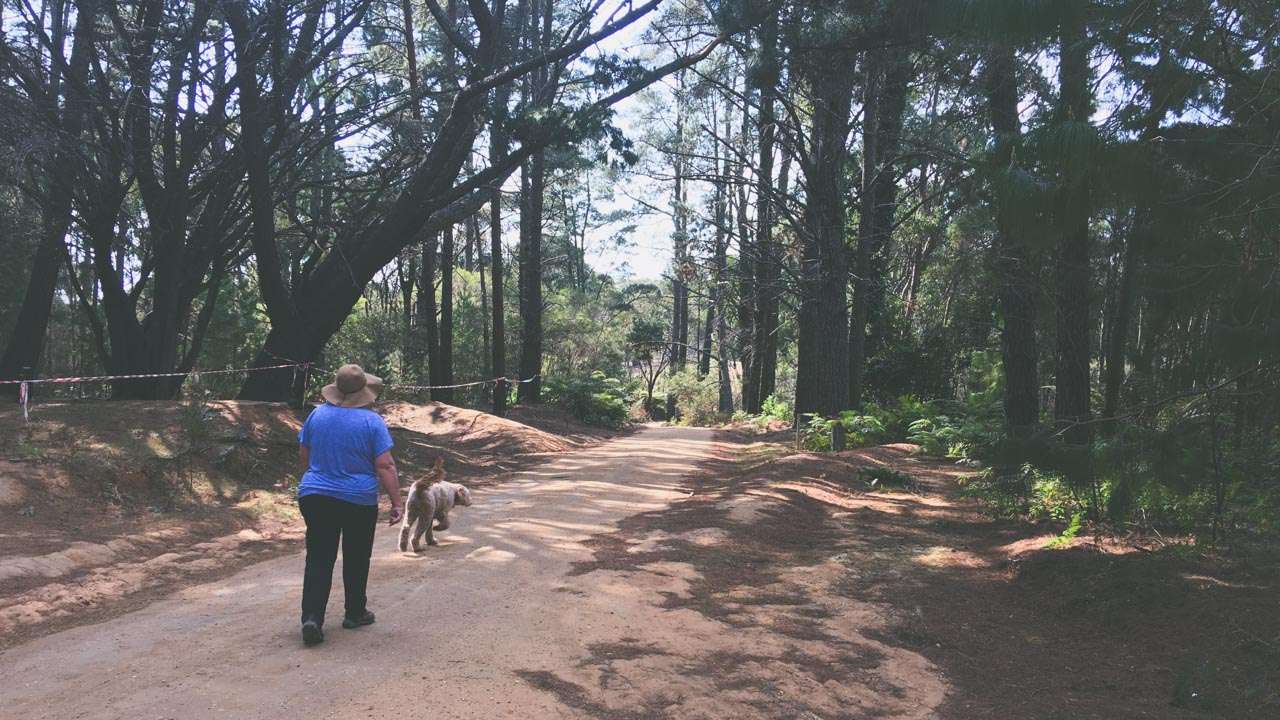 Walking In Wingello State Forest