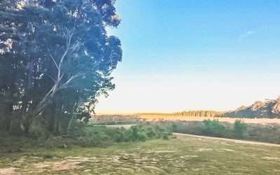 The Ultimate Guide To State Forest Camping In NSW Australia