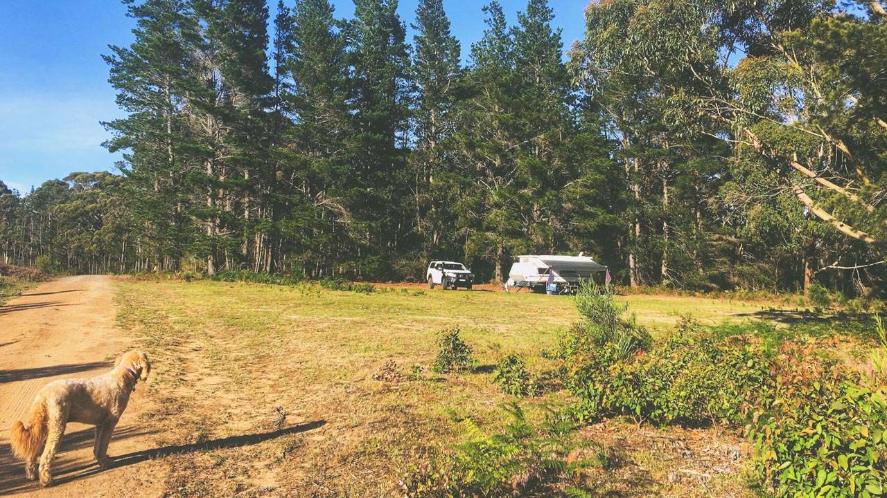 Wingello State Forest Camping