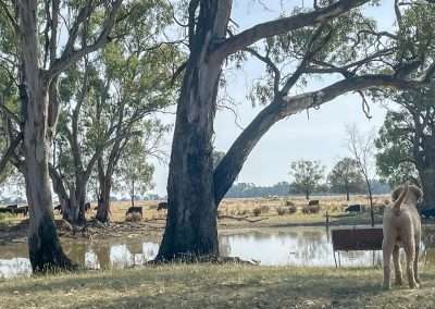 Graciee Checking Out The Cows