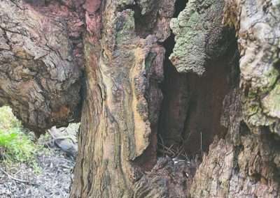 Found A Geocache Inside The Burl Of A Tree In The Tumut Wetlands