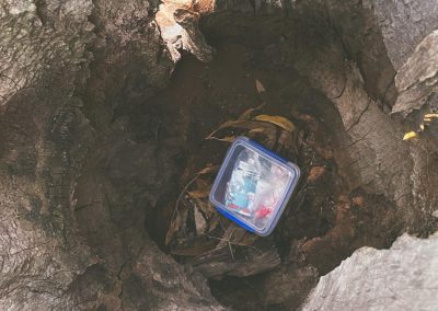 Geocache Found Inside An Old Tree Stump