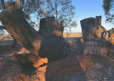 Bunnies Have Been Busy