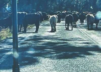 Cows On The Road Heading In To Grenfell