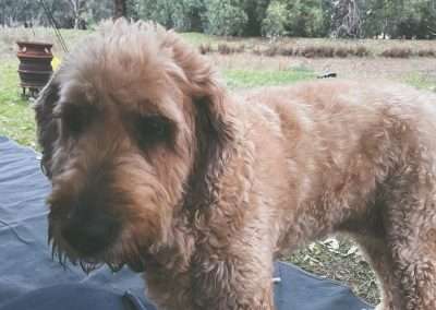 Graciee The Wonder Dog