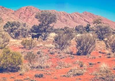 Brumbies In Our Camp At Docker River