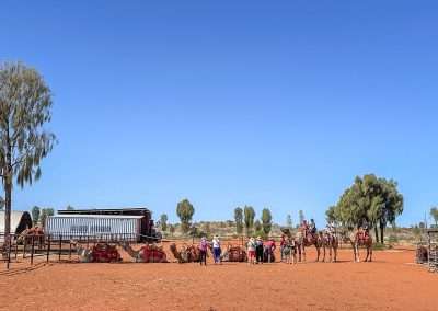 Camel Ride At Yulara Near Uluru