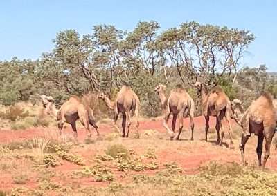Camels Crossing The Great Central Road
