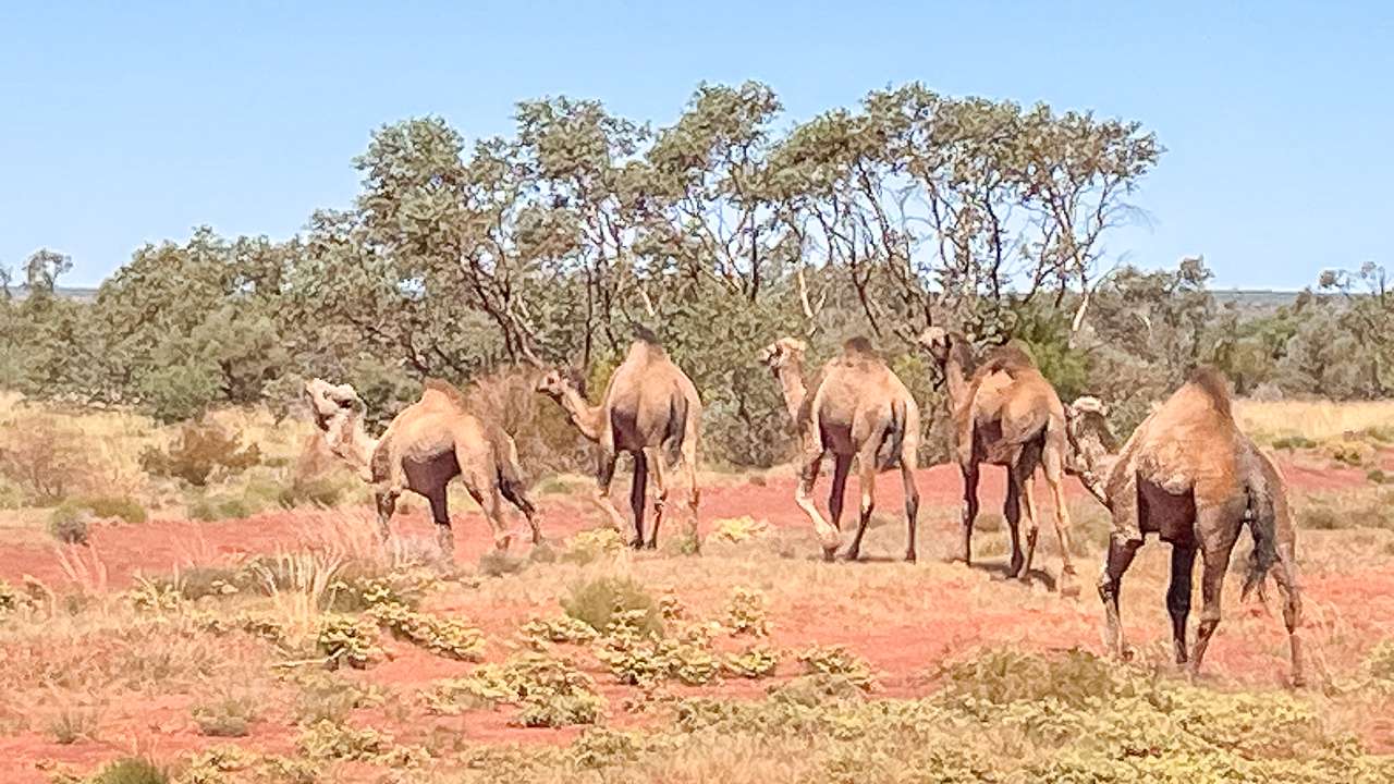 Camels Crossing The Great Central Road