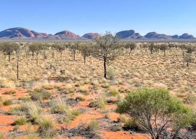 Kata Tjuta (The Olgas) From Viewing Area Platform