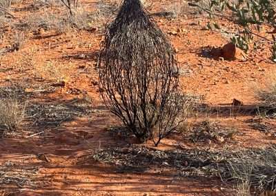 On Kings Canyon Alice Springs To Kings Canyon Drive Bush Near Kings Canyon They Look Like Baskets