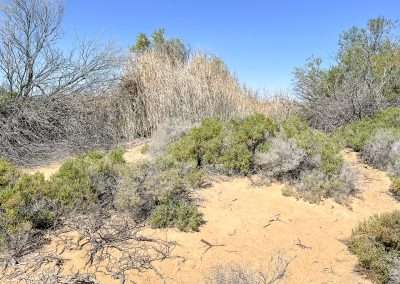On Top Of A Mound Spring At Strangways Springs