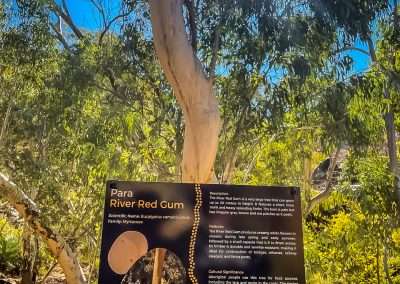 River Red gum Information Board