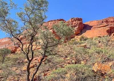 View At Kings Canyon