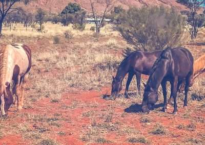 Wild Brumbies Visiting our Camp At Docker River
