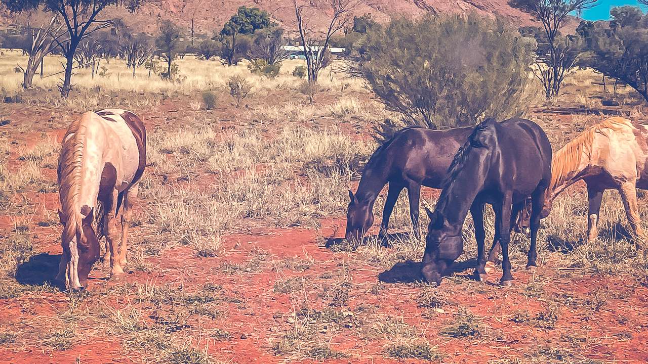 Wild Brumbies Visiting our Camp At Docker River