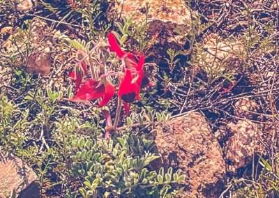 More Sturt Desert Pea