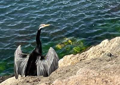 Nice Bird At Woodman Point Google Reckons Its An Australasian Darter