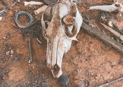 Old Sheep Skull