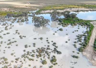 One Tree Hotel Lots Of Birdlife