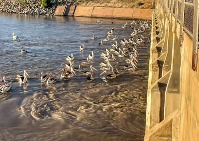 Pelicans Feeding Time At Weir On Lake Pamammaroo Menindee