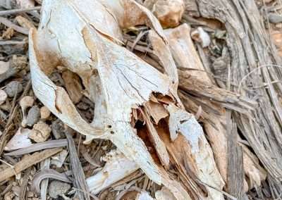 Sheep Skull
