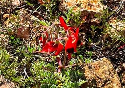 Sturts Desert Pea