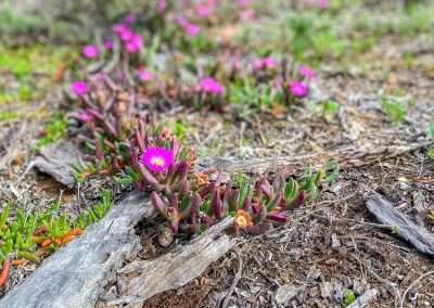 Wildflowers At Wave Rock WA