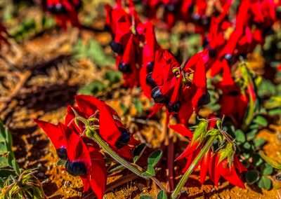 Sturt Desert Pea On Great Central Road