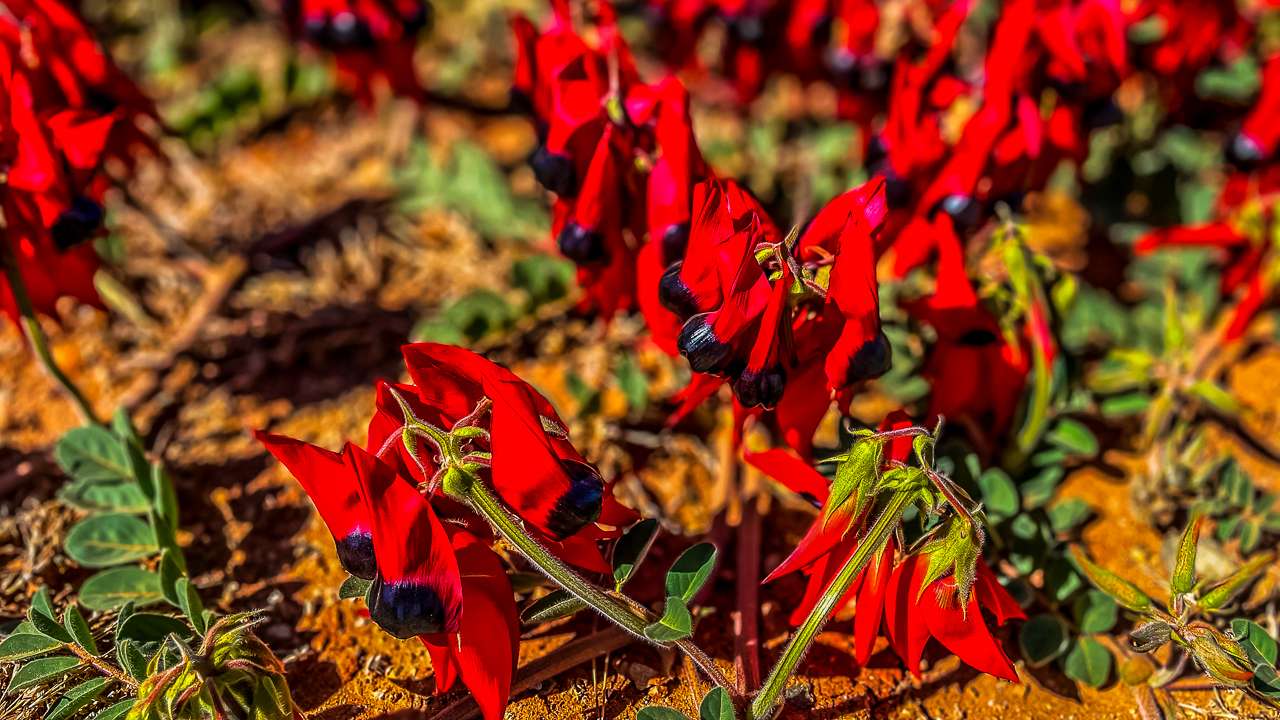 Sturt Desert Pea On Great Central Road