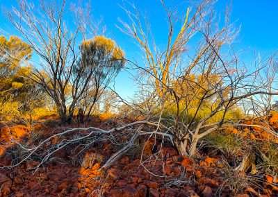 Behind Yarla Kutjarra Camping Area