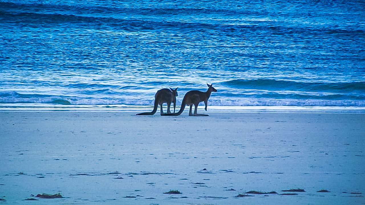 Kangaroos At Sunrise Cylinder Beach North Stradbroke Island