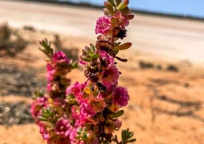 Maireana Erioclada At Lake Johnston