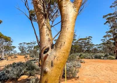 Salmon Gum At Lake Johnston