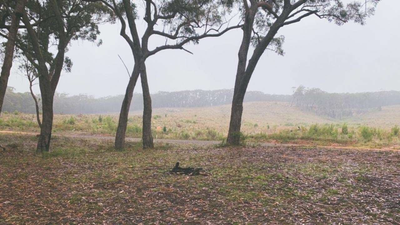 Freedom Camping Sydney Penrose State Forest