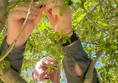 A Nano In A Tree That's Unkind!