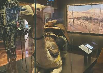 Australian War Memorial Museum Display Camel