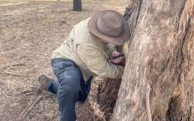 Geocaching Around Trungley Hall, Ariah Park And Dirnaseer